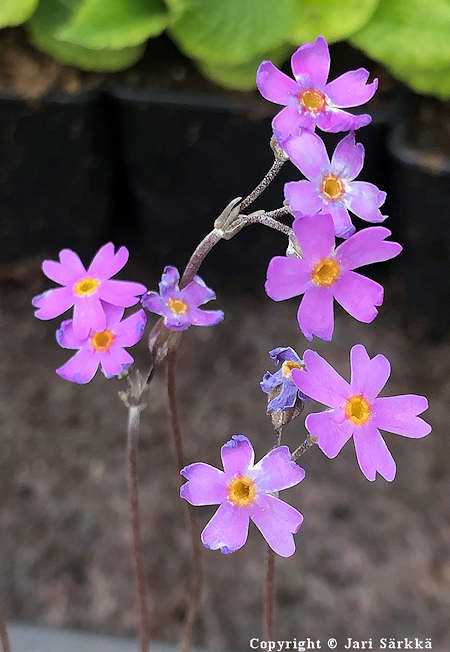 Primula laurentiana, silmesikko